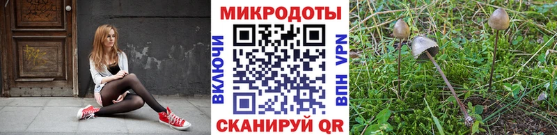 дарнет шоп  Славгород  Псилоцибиновые грибы GOLDEN TEACHER 